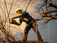Curso de poda en altura